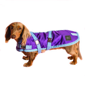 Zeez Supreme Dachshund Grape Purple/ Blue