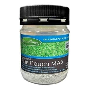 Queensland Blue Couch Max Lawn Seed 100G